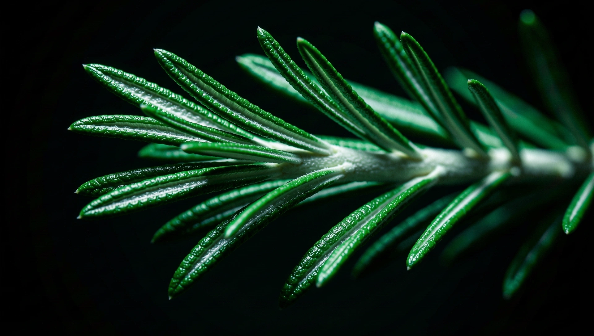 Botanische Texturen